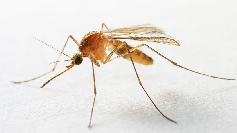 Группа писка: как комары распространяют микропластик по планете