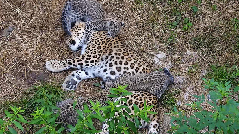 В Сочи дали имена котятам переднеазиатского леопарда