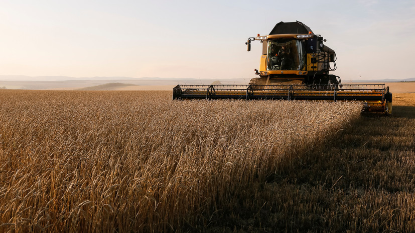 В США увидели угрозу в связи с рекордным урожаем пшеницы в России