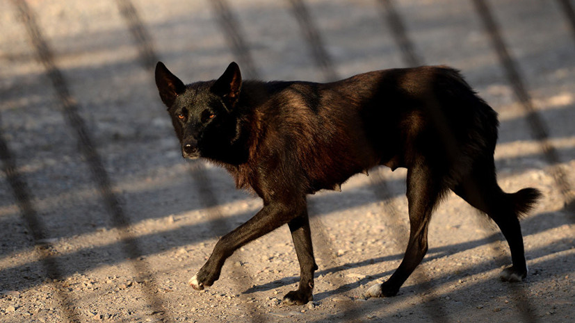В Роспотребнадзоре прокомментировали нападение собак на ребёнка в Амурской области