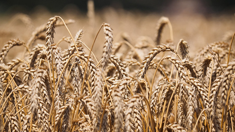 В Зерновом союзе оценили реакцию США на рекордные показатели урожая и экспорта пшеницы в России