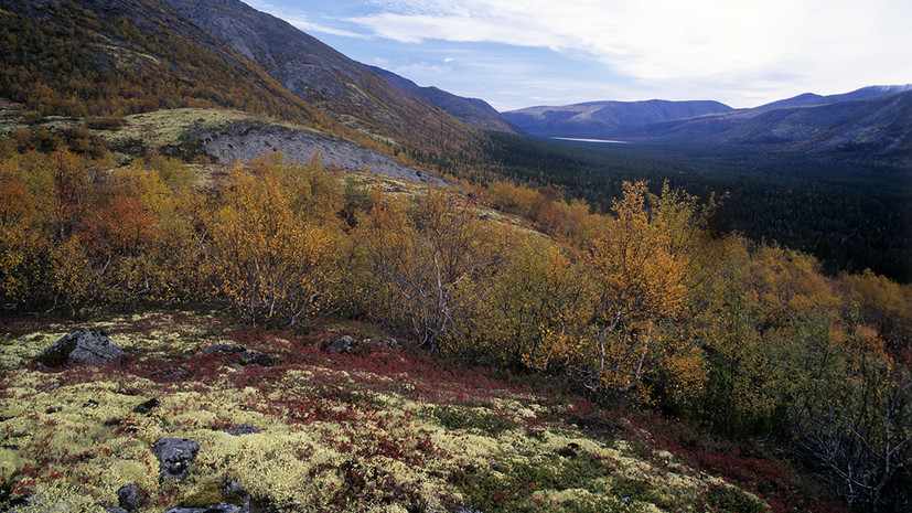 Углеродная зависимость: как изменение арктической флоры повлияет на климат в регионе