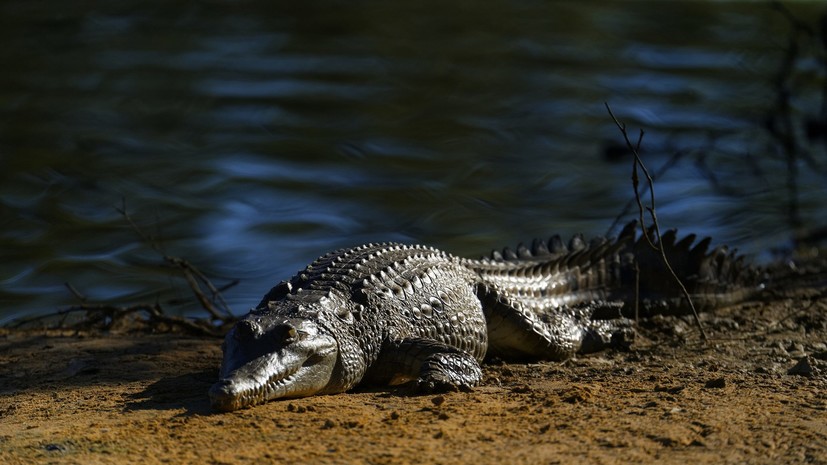Турист из Дании сел верхом на пятиметрового крокодила в Австралии