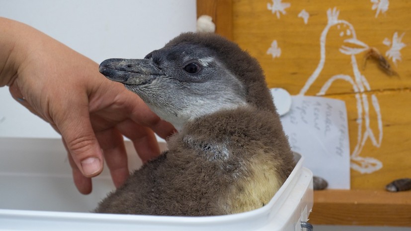 В красноярском зоопарке родился птенец очкового пингвина