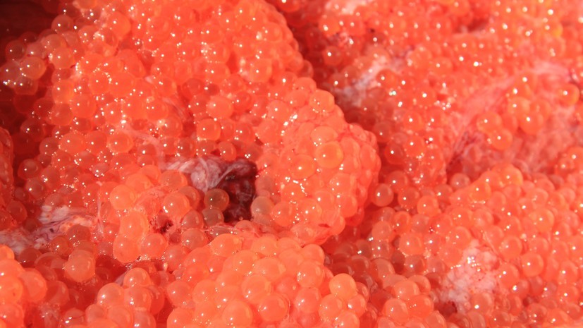 На Камчатке изъяли 14 тонн контрабандной красной икры