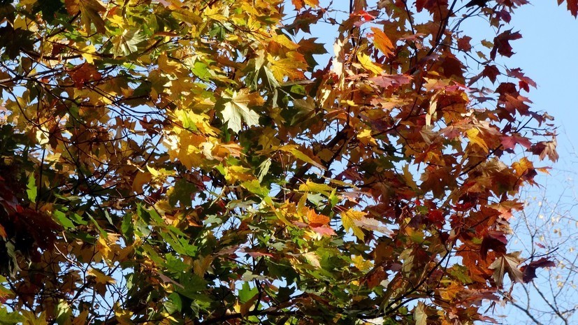 Синоптики рассказали, когда в Хабаровский край придёт бабье лето