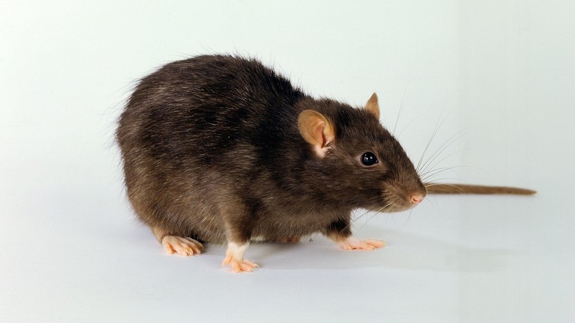 В Гонконге впервые зафиксировали заражение человека крысиным вирусом гепатита E