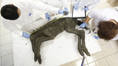 Криохранилище Музея мамонта Северо-Восточного федерального университета в Якутии. Ученые обследуют тушу жеребенка древней лошади, найденной в вечной мерзлоте Батаганской котловины.