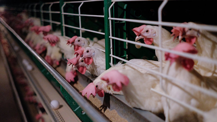 В Россельхознадзоре прокомментировали ситуацию с Петелинской птицефабрикой