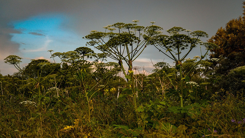 В Ленинградской области рассказали о законопроекте по борьбе с борщевиком