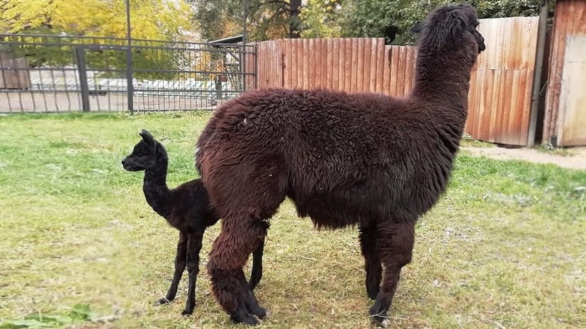 В Московском зоопарке появился детёныш альпака