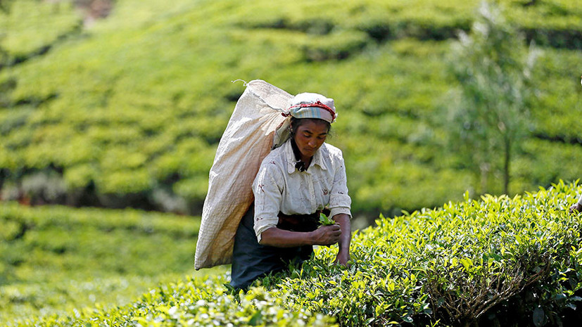 Тонизирующий эффект: чем вызвано рекордное снижение мировых цен на чай