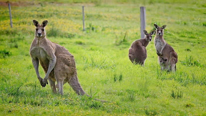 При нападении кенгуру в Австралии пострадали три человека