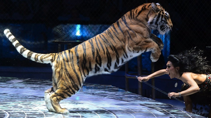 Фестиваль-конкурс циркового искусства пройдёт 19—21 октября в Новокузнецке