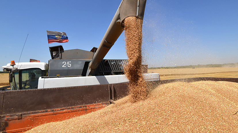 «Плодотворные изменения»: как российские производители пшеницы потеснили западных экспортёров на мировом рынке зерна