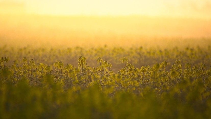 Удмуртия планирует поставлять рапсовое масло за рубеж