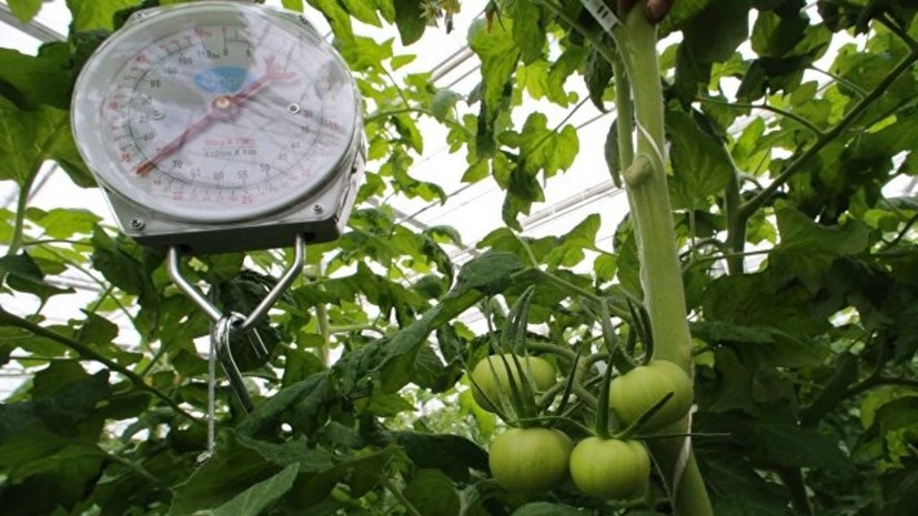 СМИ: В России ожидают лучшего за 10 лет урожая тепличных овощей