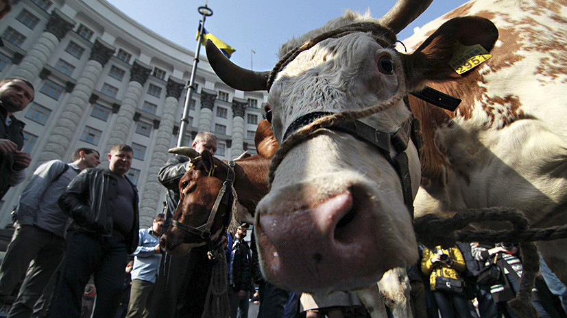 «Невысокая продуктивность»: США прогнозируют сокращение производства молока на Украине