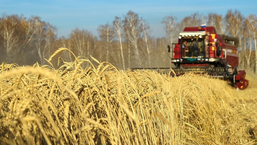 Минсельхоз рассказал о прогнозе по урожаю зерновых в 2018 году