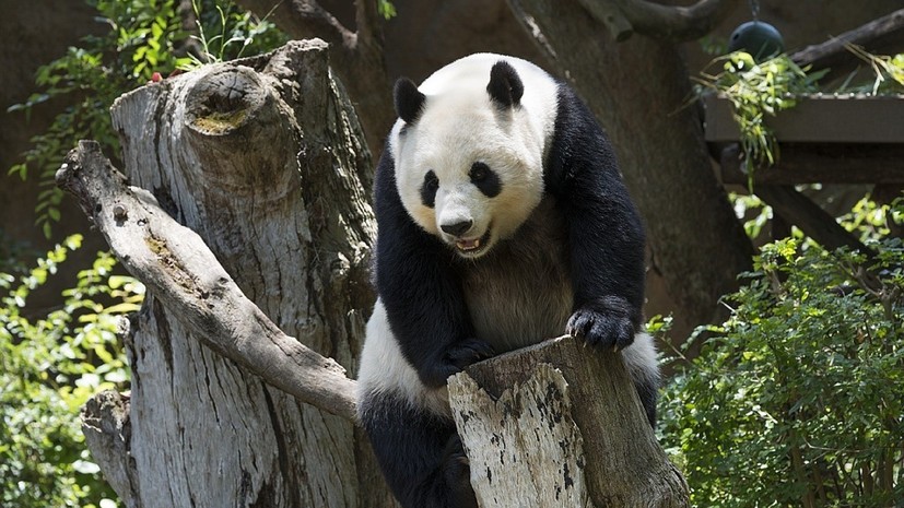 В Китае запретили фотографироваться с пандами за плату