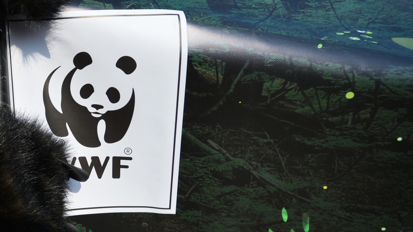 WWF сообщил о сокращении численности диких животных на 60%