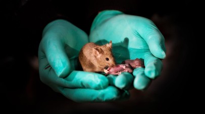 Взрослая мышь с геномами двух матерей, давшая собственное потомство