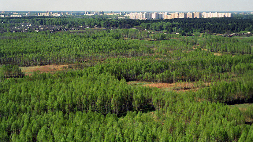 За стеной из леса: ОНФ разработал федеральный закон о расширении площади «зелёных щитов»