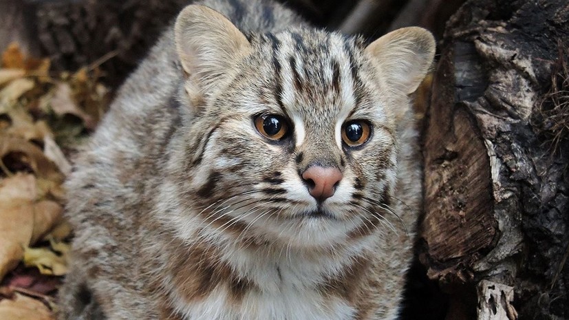 В столичном зоопарке появилась амурская лесная кошка