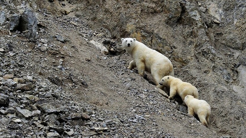Около 20 белых медведей «осадили» чукотское село