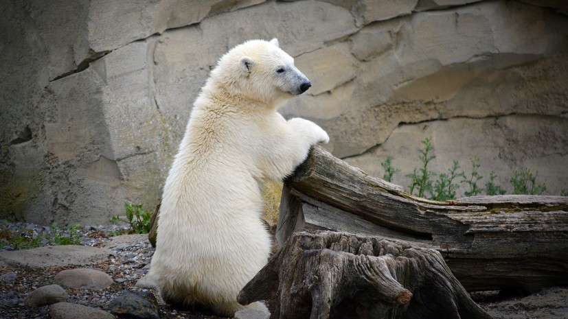 Дроздов прокомментировал сообщения о белых медведях, окруживших село на Чукотке