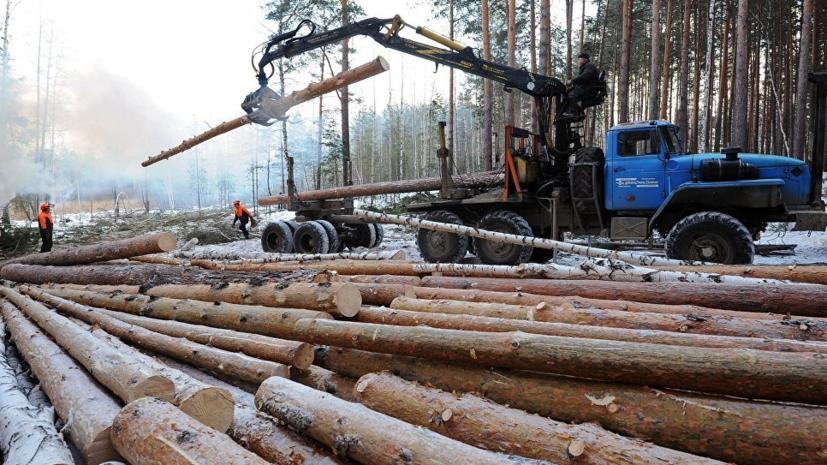 В Минприроды не исключили временного запрета экспорта древесины в Китай