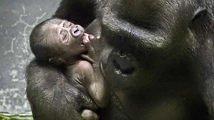 В Московском зоопарке рассказали о рождении детёныша равнинной гориллы