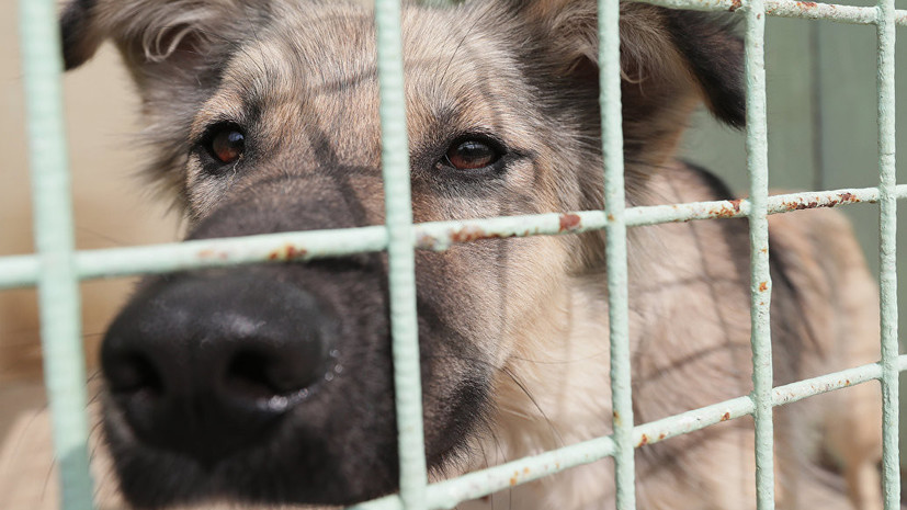 В городах России открывают четыре приюта для бездомных собак