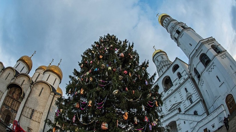 Главную новогоднюю ель России срубят 16 декабря в Подмосковье