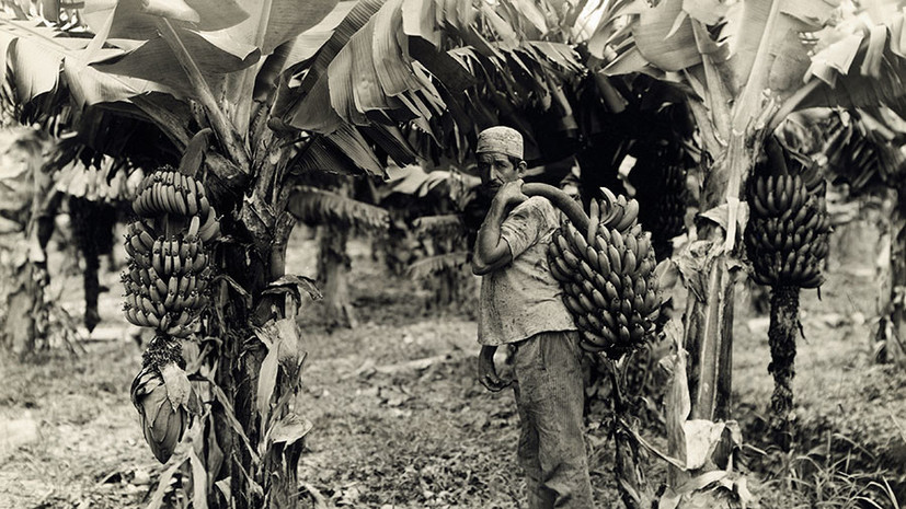 «Не любят терять прибыль»: как политика США в Латинской Америке привела к «банановой резне»