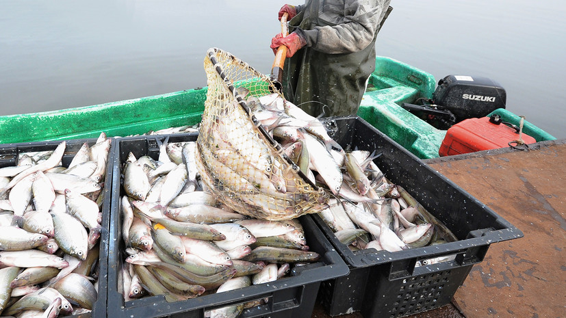 «Учитывает интересы более 20 млн человек»: Госдума приняла закон о любительском рыболовстве