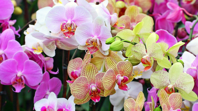 Фестиваль орхидей и хищных растений откроется 22 декабря в Москве