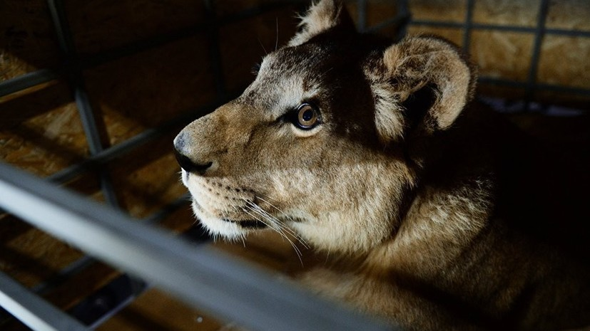 Директору цирка на Кубани грозит до шести лет лишения свободы по делу о нападении львицы на ребёнка