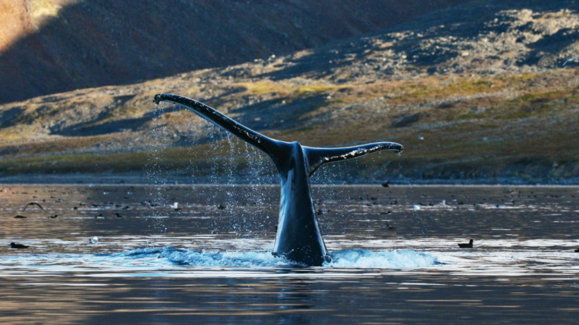 Эксперт прокомментировал решение Японии выйти из Международной комиссии по промыслу китов