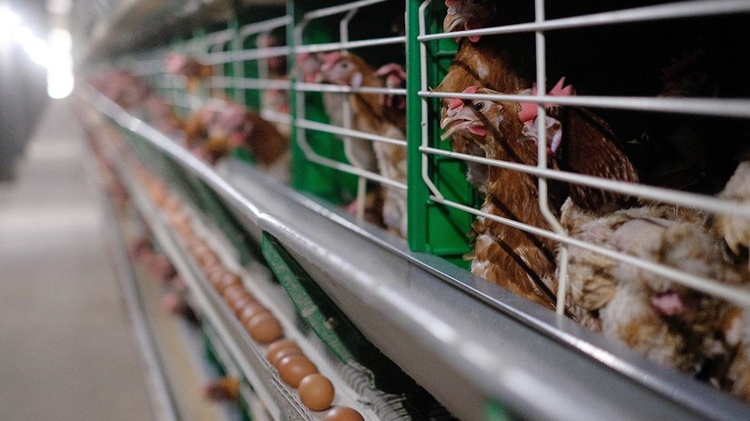 Россельхознадзор заявил о многочисленных нарушениях на трёх птицефабриках в Тюменской области