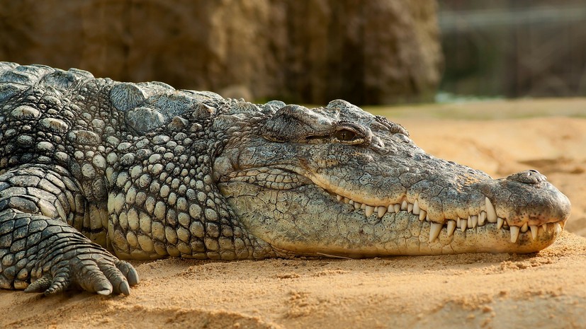 Мужчина попытался провезти из Мексики в Россию 30 крокодилов в багаже
