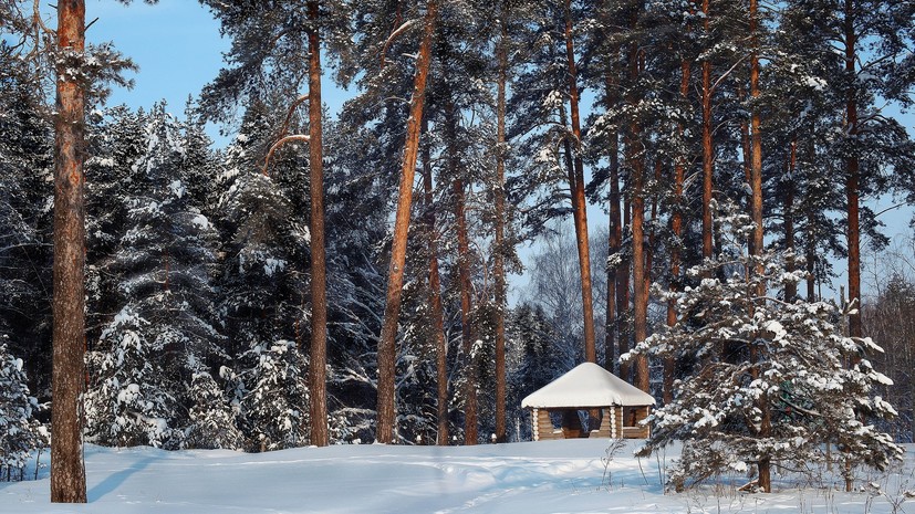 В Подмосковье запустили пилотный проект по созданию мест отдыха в лесах