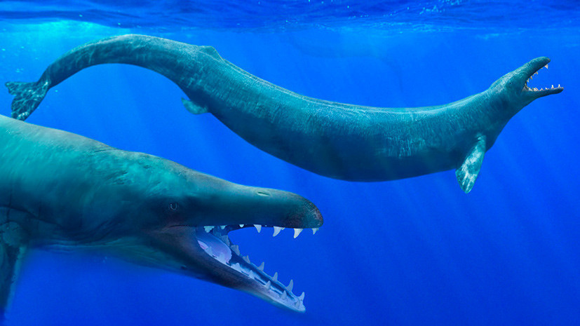 Предшественник косатки: учёные выяснили, кто был главным морским хищником эпохи эоцена