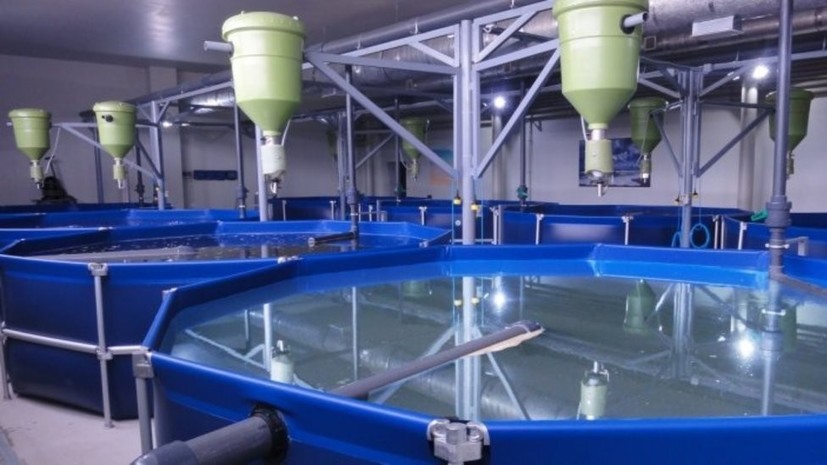 В Удмуртии планируют построить завод по выращиванию пресноводной рыбы