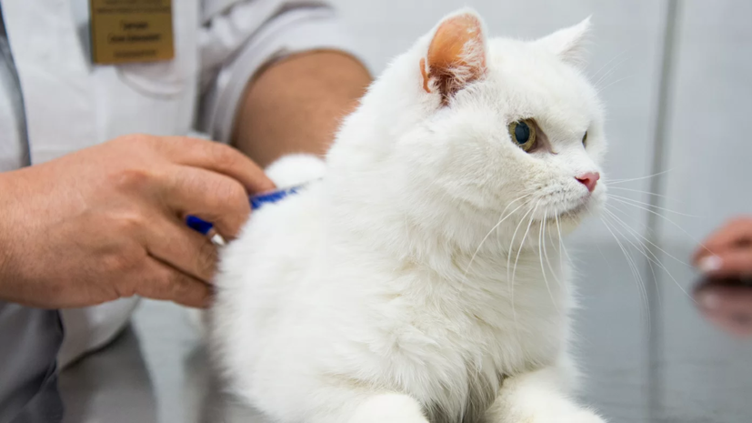 В Москве началась ежегодная вакцинация домашних животных от бешенства