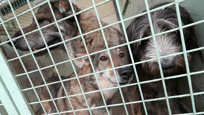 В Петербурге предложили привлекать к ответственности за жестокое обращение с животными с 14 лет