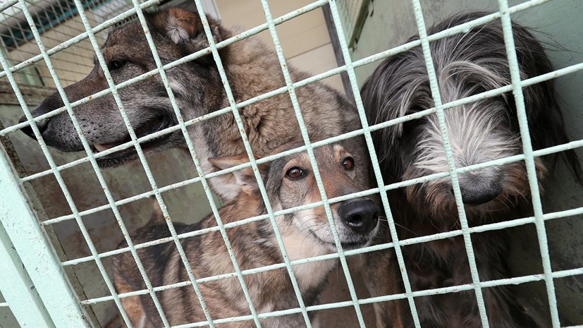 В Амурской области проводят проверку сообщений о гибели собак в приюте