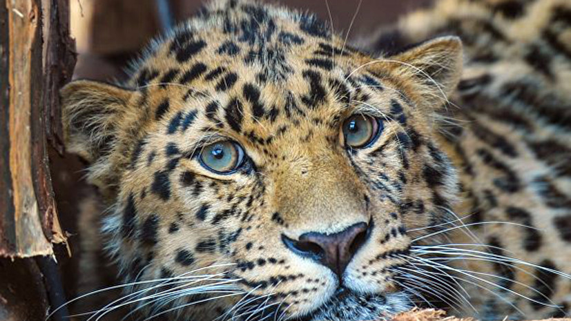 В один из отелей Индии зашёл леопард