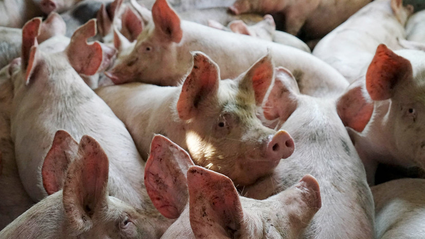 В одном из районов Приморья зафиксировали вспышку свиного ящура