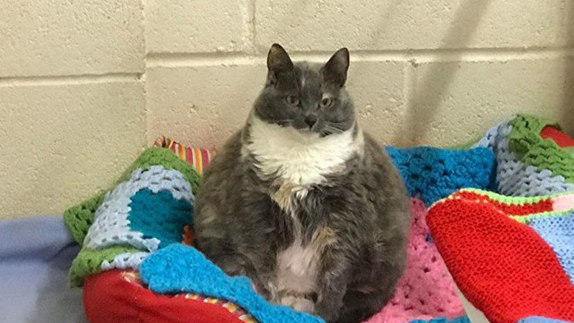 Одну из самых толстых кошек Британии вновь вернули в приют